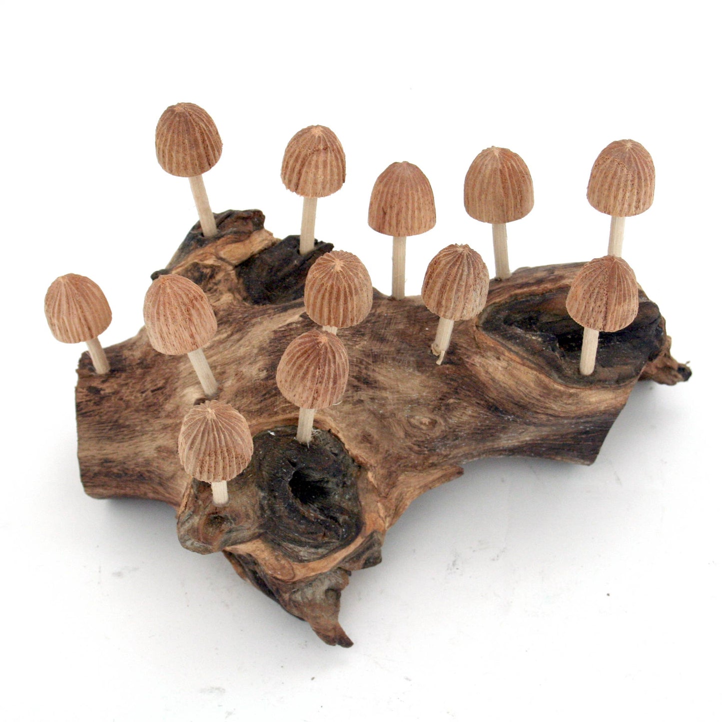 Twelve (12) Wood Bud Mushrooms Driftwood