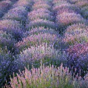Field Run Lavender Buds (Filled Sm Bag)