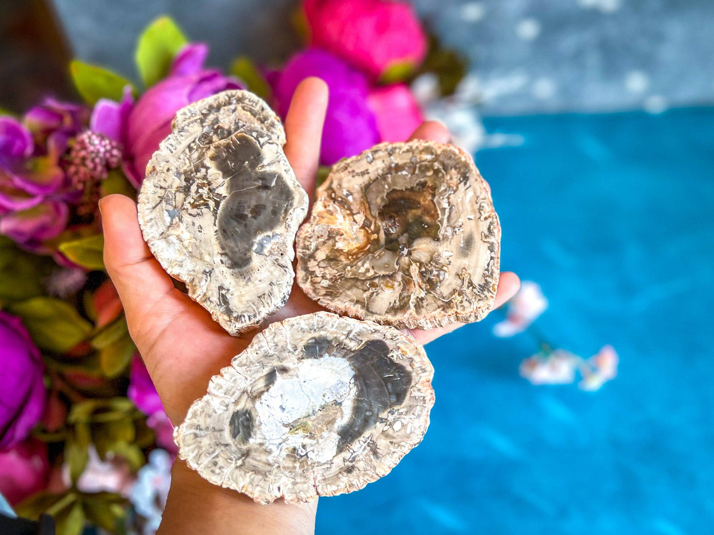 Petrified Wood SLICES