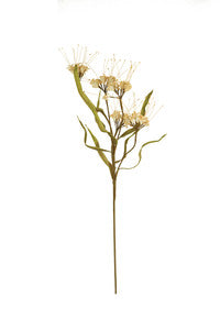 Botanica 2516