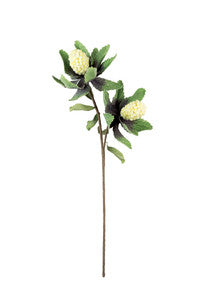 Botanica 3301