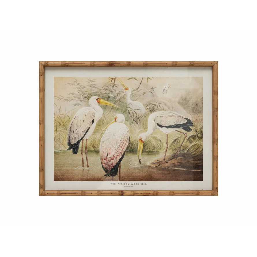 Stork bamboo Reproduction