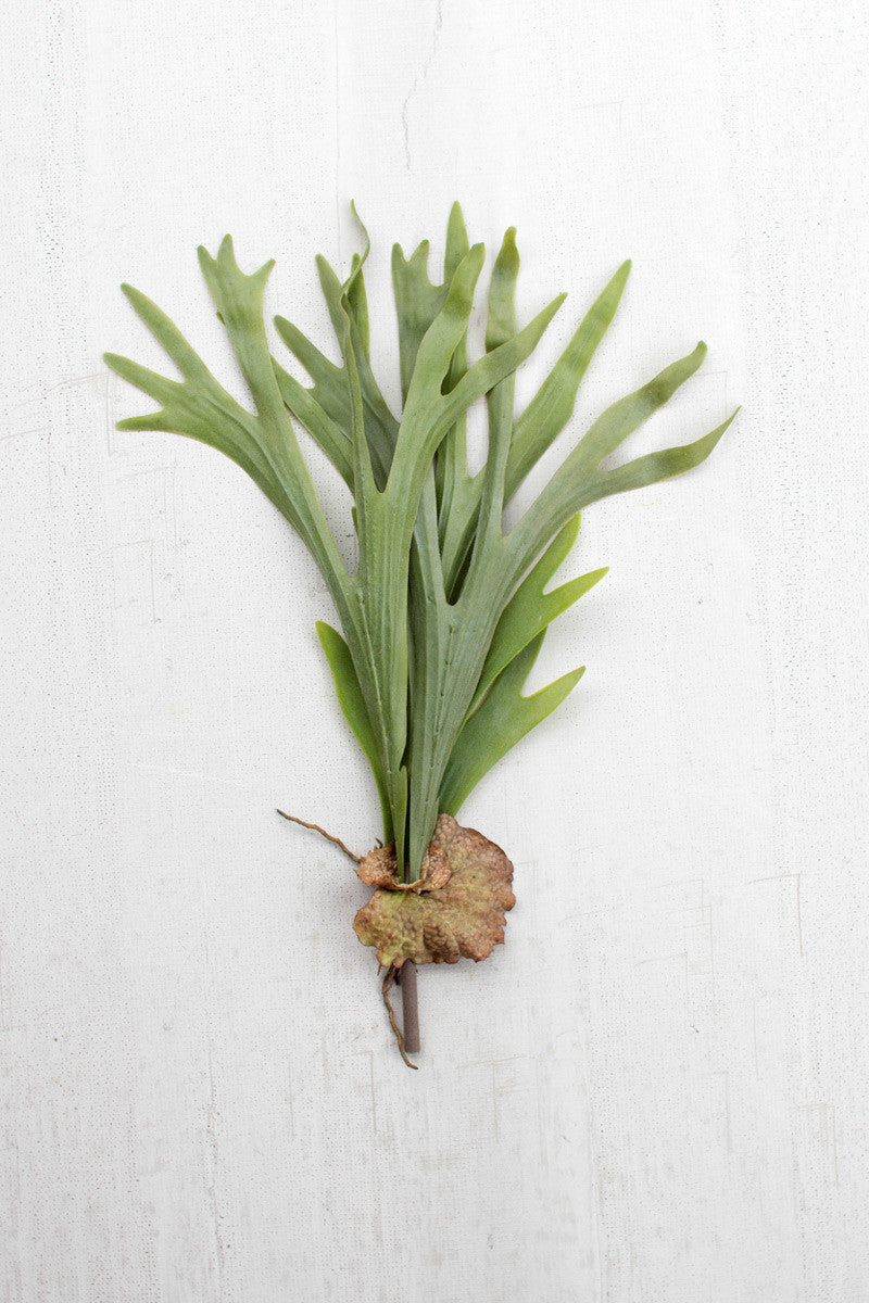 Staghorn Fern Stem Botanica