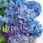 Hydrangeas: Beautiful Varieties for Home & Garden