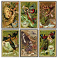 Farie Tincture Label Mini Matchboxes - ANN415
