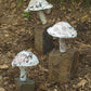 Large Little Fungi on Stone