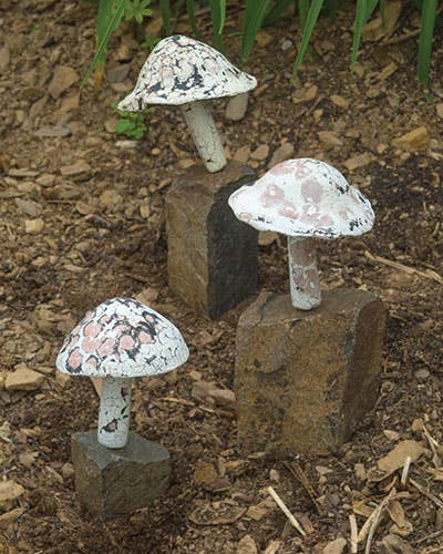 Large Little Fungi on Stone