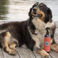 Natural Bug Repellent Spray For Dogs: 8 oz