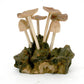 (6) Flat Mushrooms with Two Buds on Driftwood