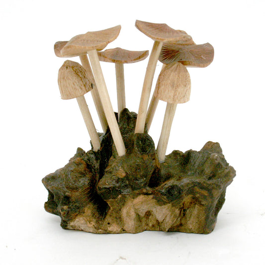 (6) Flat Mushrooms with Two Buds on Driftwood