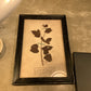 Wall Art - Humulus Lupulus