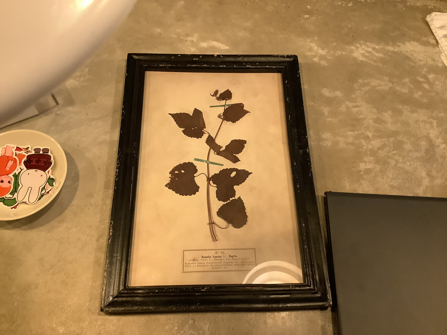 Wall Art - Humulus Lupulus