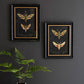 Framed Moth Prints