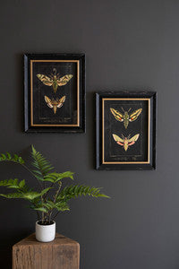 Framed Moth Prints