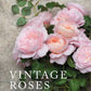 Vintage Roses: Beautiful Varieties for Home & Garden