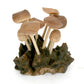 (6) Flat Mushrooms with Two Buds on Driftwood