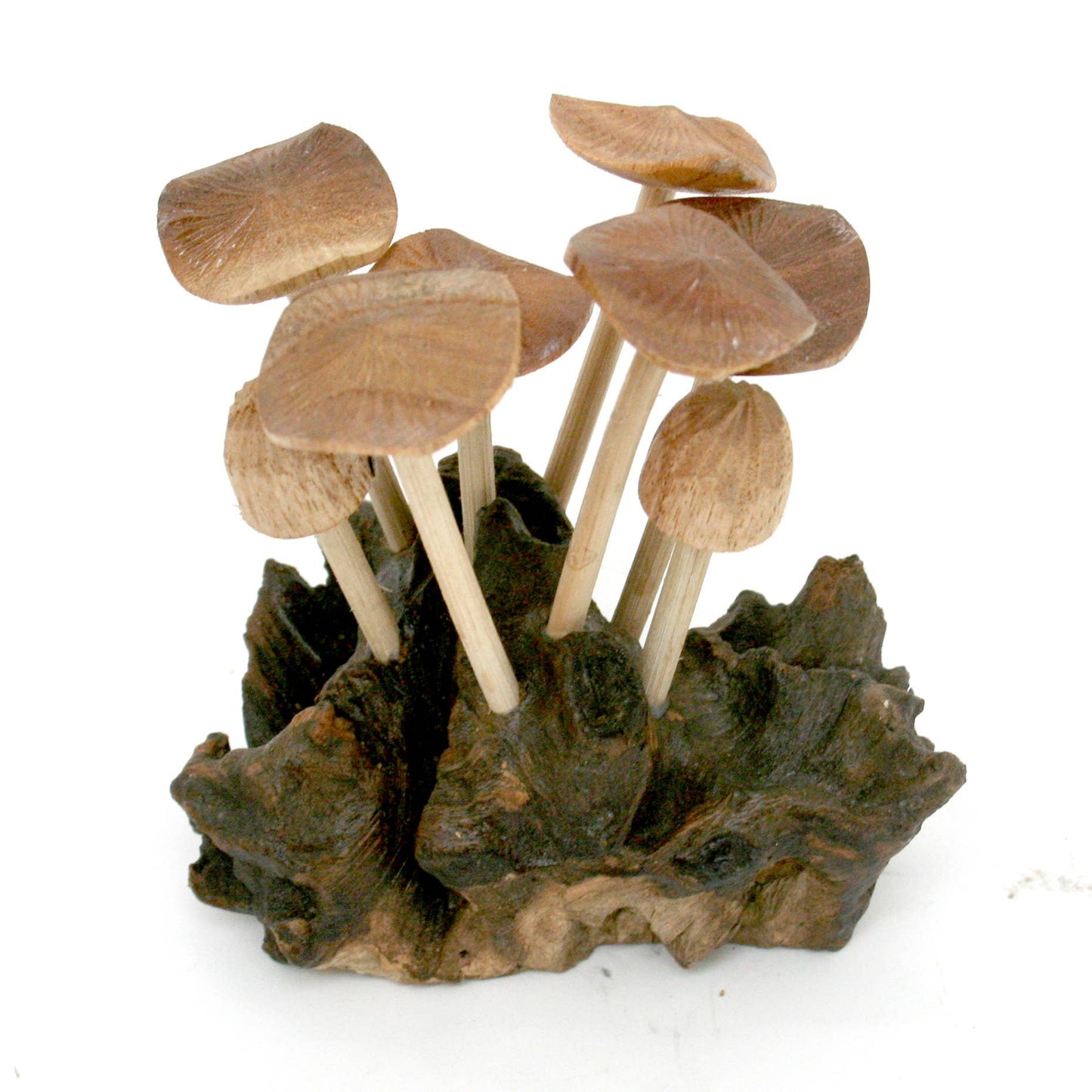 (6) Flat Mushrooms with Two Buds on Driftwood