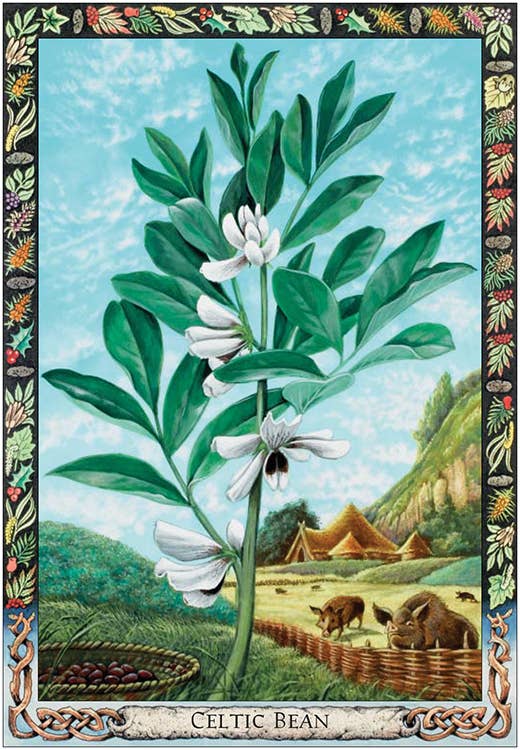 Druid Plant Oracle: 36 Cards and 144 Page Guidebook