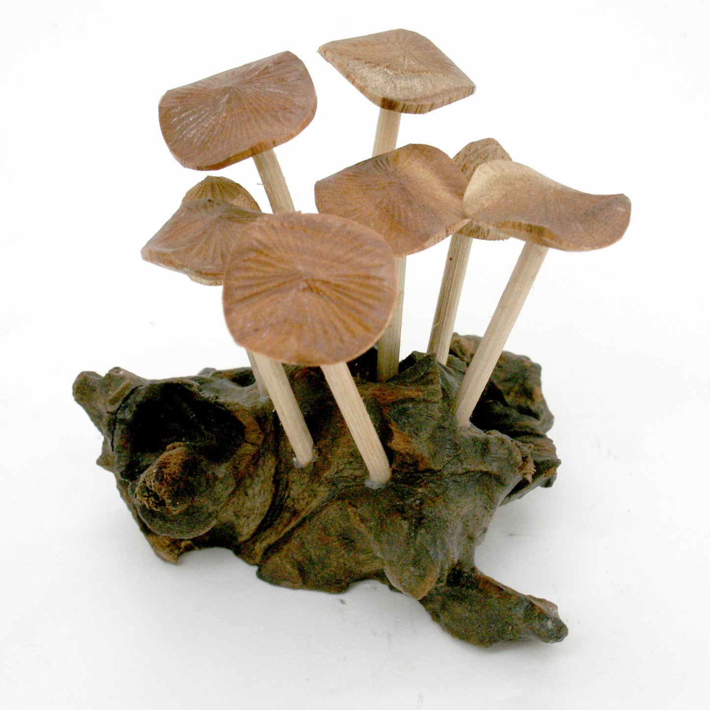 (6) Flat Mushrooms with Two Buds on Driftwood