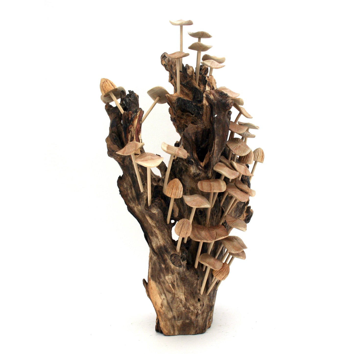 Thirty-Six (36) Wood Mushrooms on Driftwood