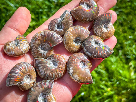 Fire Ammonite Fossil