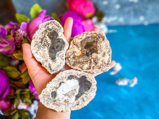 Petrified Wood SLICES